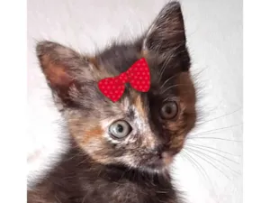 Gato raça SRD-ViraLata idade 2 a 6 meses nome Pandora 