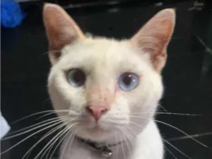 Gato raça SRD-ViraLata idade 7 a 11 meses nome Mike