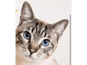Gato raça SRD-ViraLata idade 1 ano nome Blue 