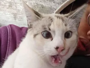 Gato raça SRD-ViraLata idade 7 a 11 meses nome carro clonado