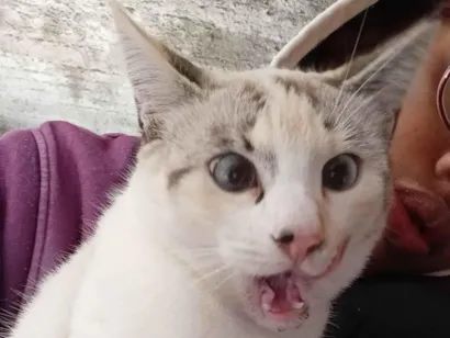 Gato raça SRD-ViraLata idade 7 a 11 meses nome carro clonado