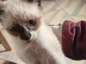Gato raça SRD-ViraLata idade 2 a 6 meses nome sem nome