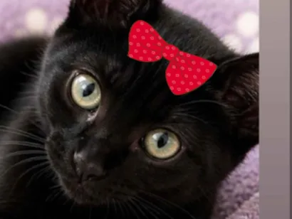 Gato raça SRD-ViraLata idade 2 a 6 meses nome Fumaça 