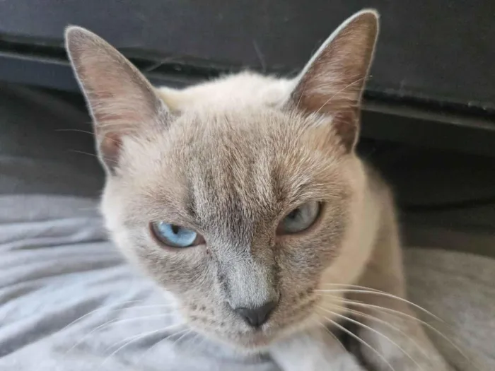 Gato raça Siamês idade 7 a 11 meses nome Alluka