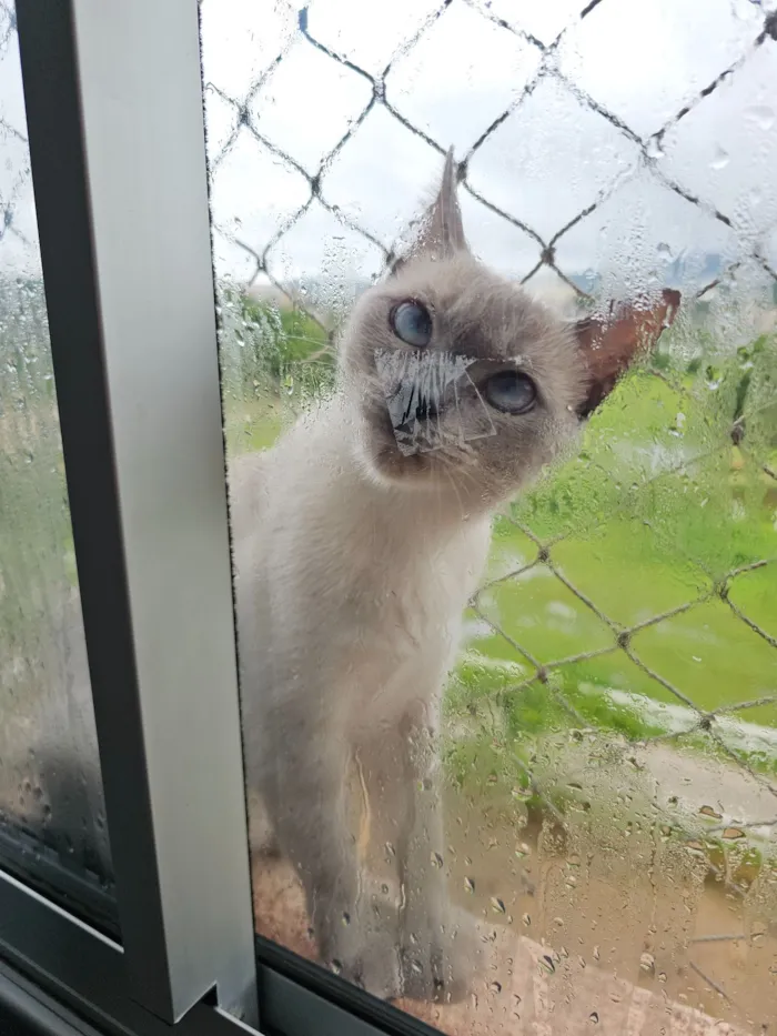 Gato raça Siamês idade 7 a 11 meses nome Alluka