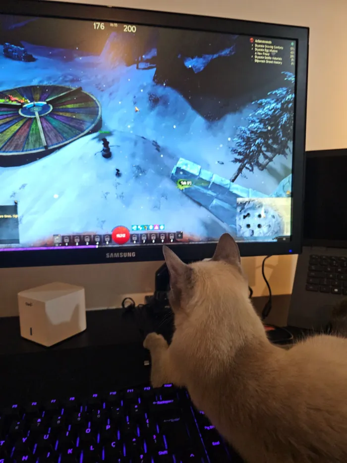 Gato raça Siamês idade 7 a 11 meses nome Alluka