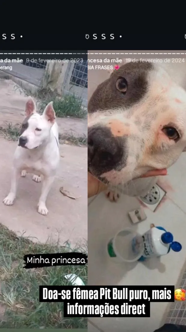 Cachorro raça SRD-ViraLata idade 2 a 6 meses nome meg