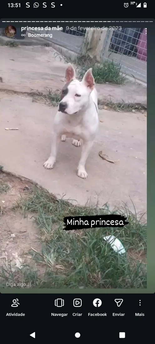 Cachorro raça SRD-ViraLata idade 2 a 6 meses nome meg