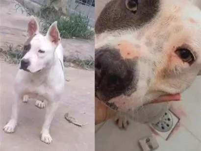 Cachorro raça SRD-ViraLata idade 2 a 6 meses nome meg