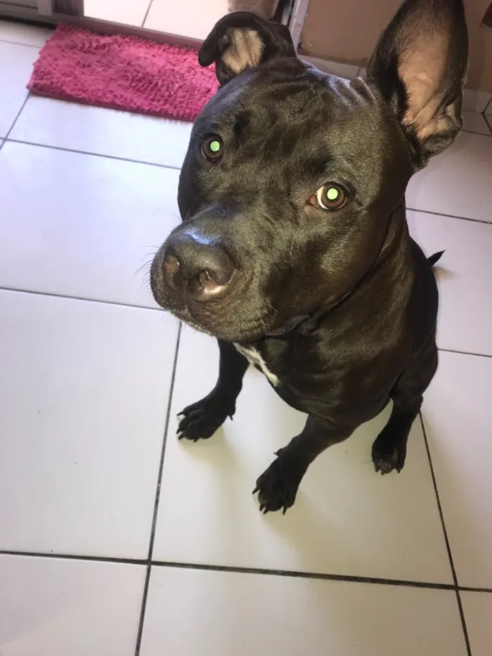 Cachorro raça Pit-Bull idade 1 ano nome Catarina