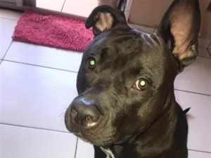Cachorro raça Pit-Bull idade 1 ano nome Catarina