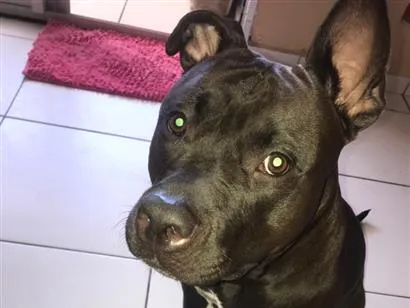 Cachorro raça Pit-Bull idade 1 ano nome Catarina