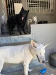 Kesper e Nalla