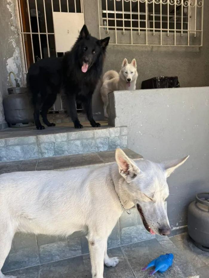 Cachorro raça SRD-ViraLata idade 2 anos nome Kesper e Nalla