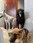 Kesper e Nalla