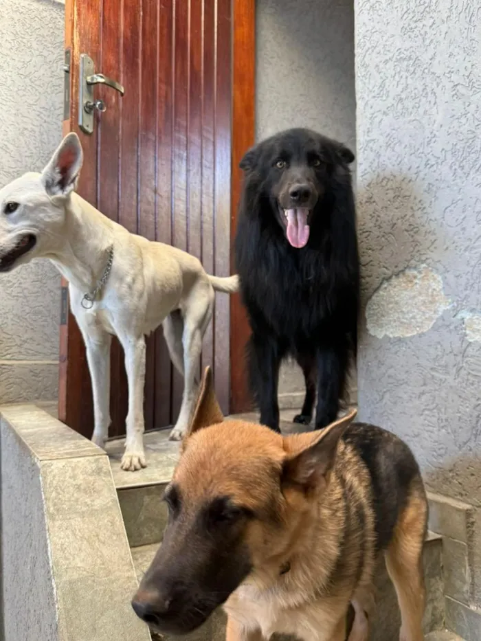 Cachorro raça SRD-ViraLata idade 2 anos nome Kesper e Nalla