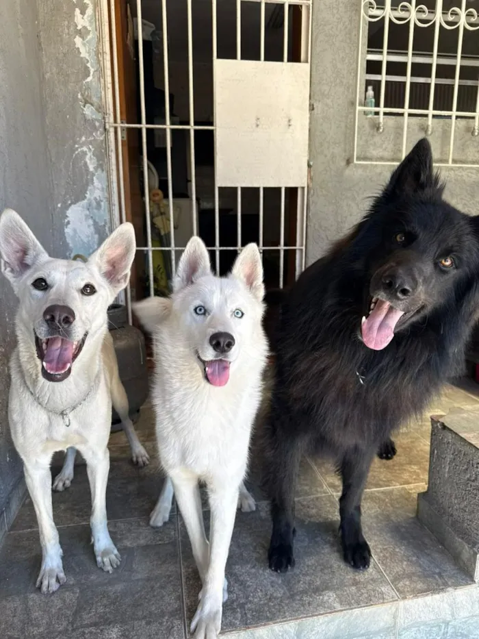 Cachorro raça SRD-ViraLata idade 2 anos nome Kesper e Nalla