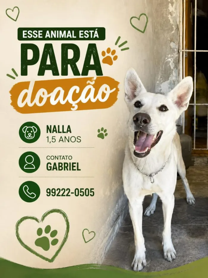 Cachorro raça SRD-ViraLata idade 2 anos nome Kesper e Nalla