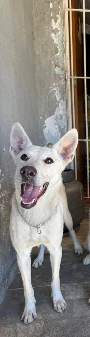 Cachorro raça SRD-ViraLata idade 2 anos nome Kesper e Nalla