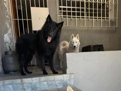 Cachorro raça SRD-ViraLata idade 2 anos nome Kesper e Nalla