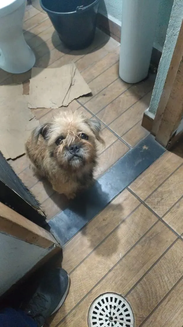 Cachorro raça SRD-ViraLata idade 1 ano nome princesinha 