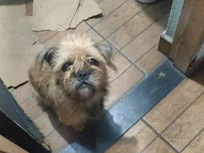 Cachorro raça SRD-ViraLata idade 1 ano nome princesinha 