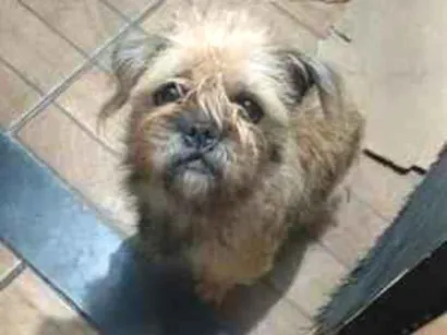 Cachorro raça SRD-ViraLata idade 1 ano nome princesinha 