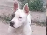 Cachorro raça SRD-ViraLata idade 2 a 6 meses nome meg