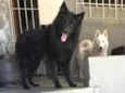 Kesper e Nalla