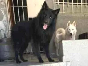 Cachorro raça SRD-ViraLata idade 2 anos nome Kesper e Nalla