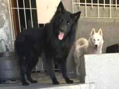 Cachorro raça SRD-ViraLata idade 2 anos nome Kesper e Nalla