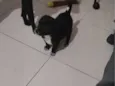 Sabidinho