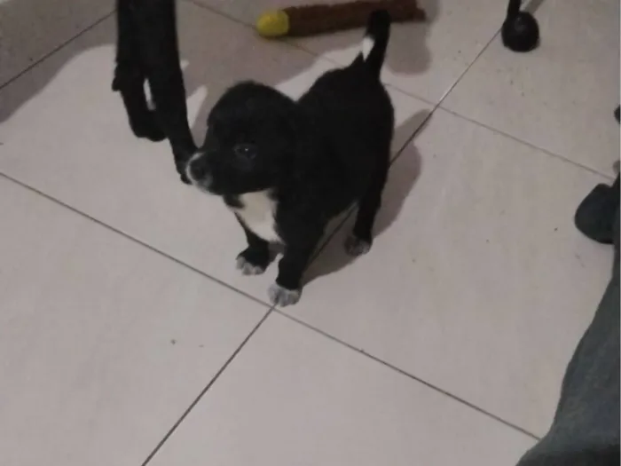 Cachorro raça SRD-ViraLata idade Abaixo de 2 meses nome Sabidinho