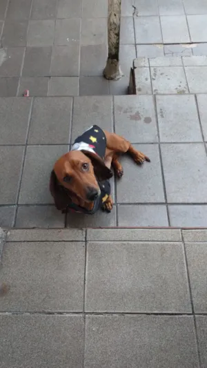 Cachorro raça SRD-ViraLata idade 6 ou mais anos nome paçoca