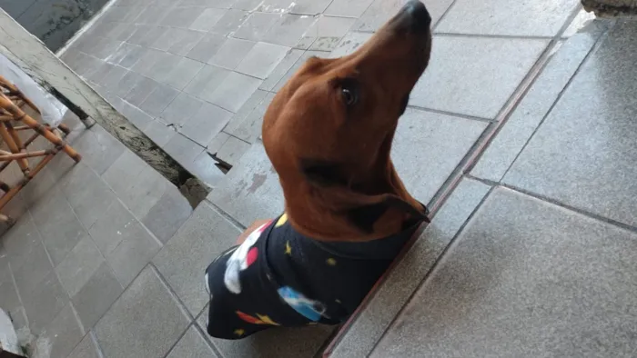 Cachorro raça SRD-ViraLata idade 6 ou mais anos nome paçoca