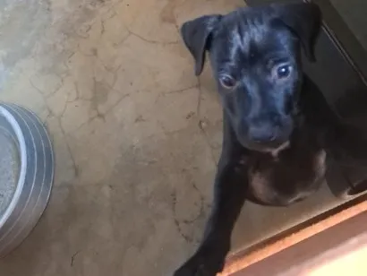 Cachorro raça SRD-ViraLata idade Abaixo de 2 meses nome sem nome