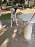 Snoopy 