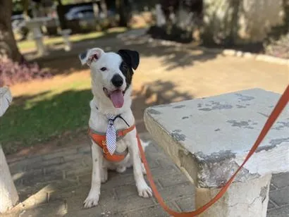 Cachorro raça SRD-ViraLata idade 7 a 11 meses nome Snoopy 