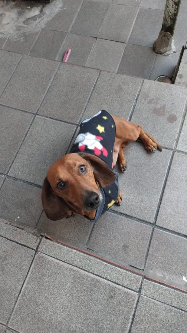 Cachorro raça SRD-ViraLata idade 6 ou mais anos nome paçoca