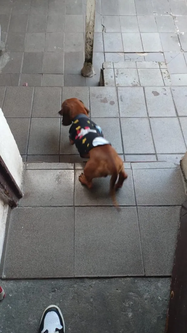 Cachorro raça SRD-ViraLata idade 6 ou mais anos nome paçoca