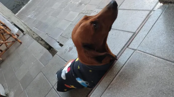 Cachorro raça SRD-ViraLata idade 6 ou mais anos nome paçoca