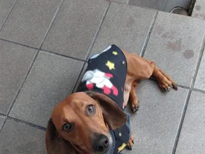 Cachorro raça SRD-ViraLata idade 6 ou mais anos nome paçoca