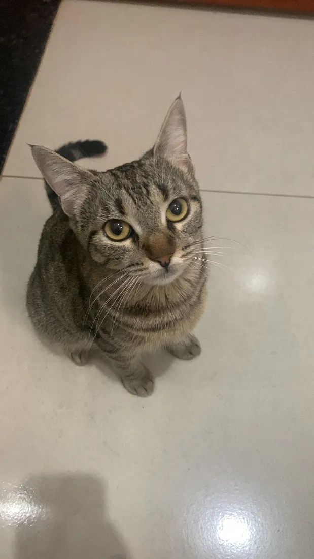 Gato raça SRD-ViraLata idade 1 ano nome Chavas