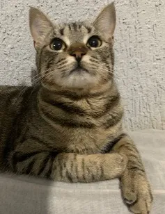 Gato raça SRD-ViraLata idade 1 ano nome Chavas
