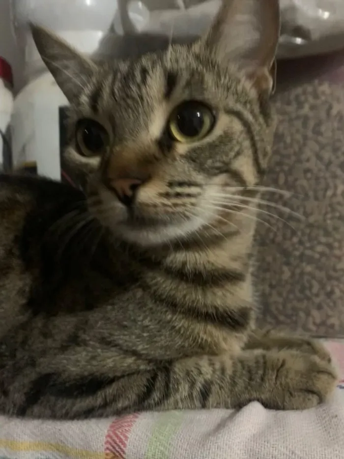 Gato raça SRD-ViraLata idade 1 ano nome Chavas