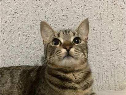 Gato raça SRD-ViraLata idade 1 ano nome Chavas