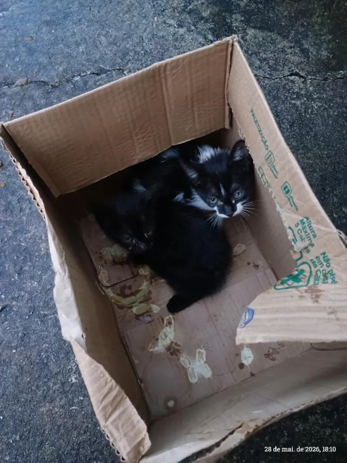 Gato raça SRD-ViraLata idade Abaixo de 2 meses nome sem nome 