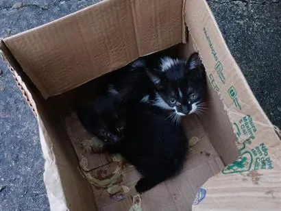 Gato raça SRD-ViraLata idade Abaixo de 2 meses nome sem nome 