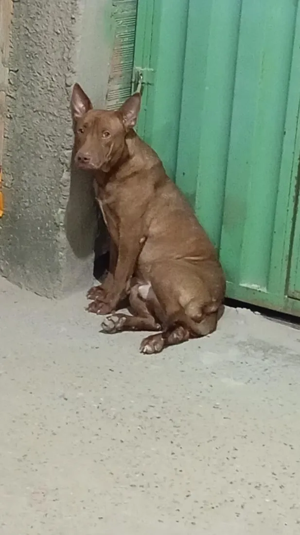Cachorro raça SRD-ViraLata idade 1 ano nome Zeus