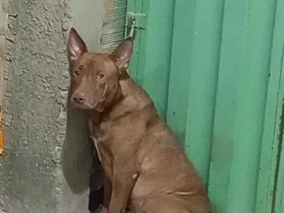 Cachorro raça SRD-ViraLata idade 1 ano nome Zeus